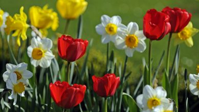 Tulpen und Narzissen © Ingo Schulz Tulpen und Narzissen © Ingo Schulz