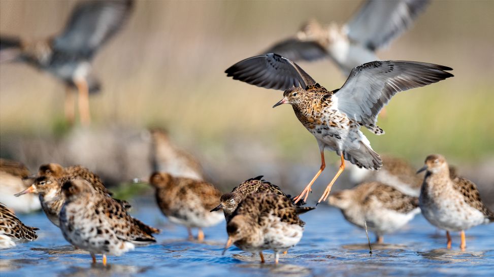 Kampfläufer in einem Gewässer (Bild: rbb/NDR/Terra Mater/Leander Khil)