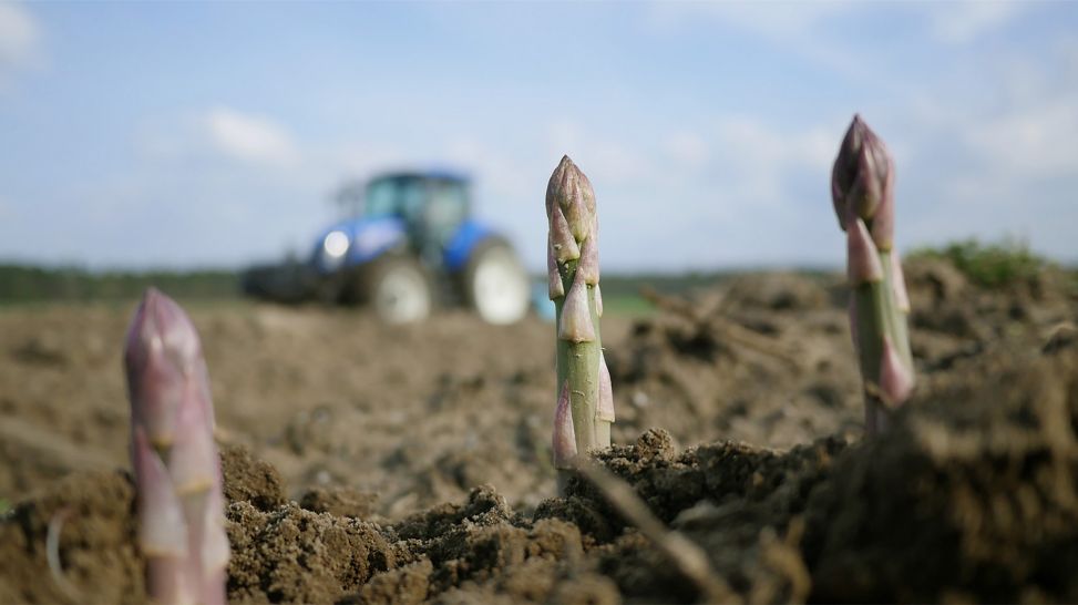 Erster Spargel ohne Folie auf dem Feld (Bild: rbb/Felix Krüger)