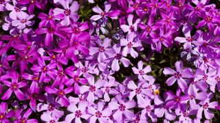 Polsterphlox, Stauden (Quelle: imago/Hanke)
