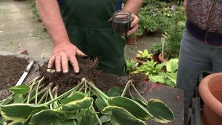 rbb Gartenzeit: Hosta teilen