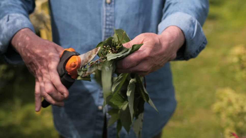 rbb Gartenzeit: Tipps - Flächenkompostierung