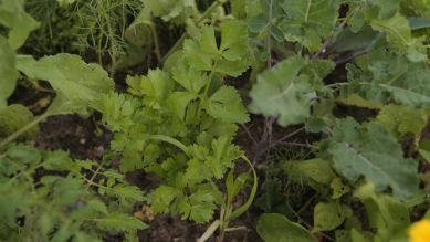 rbb Gartenzeit: Tipps - Gemüse düngen rbb Gartenzeit: Tipps - Gemüse düngen