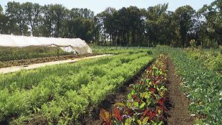rbb Gartenzeit - Selbstversorgung - Wilmars Gaerten