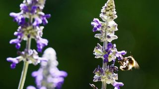 rbb Gartenzeit - Naturnah Gärtnern