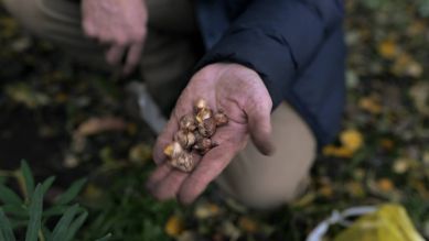 Gartenzeit Tipp: Zwiebeln setzen Gartenzeit Tipp: Zwiebeln setzen