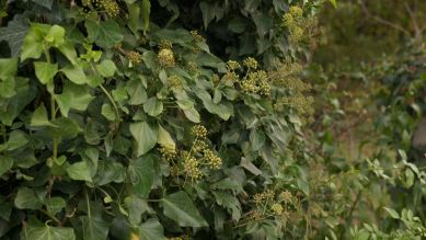 rbb Gartenzeit - Tipps mit Horst - Efeu zum Blühen bringen rbb Gartenzeit - Tipps mit Horst - Efeu zum Blühen bringen