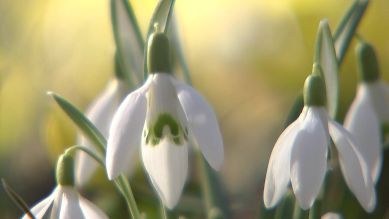 rbb Gartenzeit - Ein Traum in weiß - das Schneeglöckchenparadies in Uebigau rbb Gartenzeit - Ein Traum in weiß - das Schneeglöckchenparadies in Uebigau