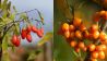 Gojibeeren und Sanddorn (Quelle: imago/blickwinkel//Kickner)