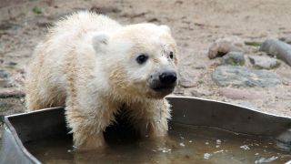 Eisbär Knut (Quelle: rbb/Thomas Ernst)